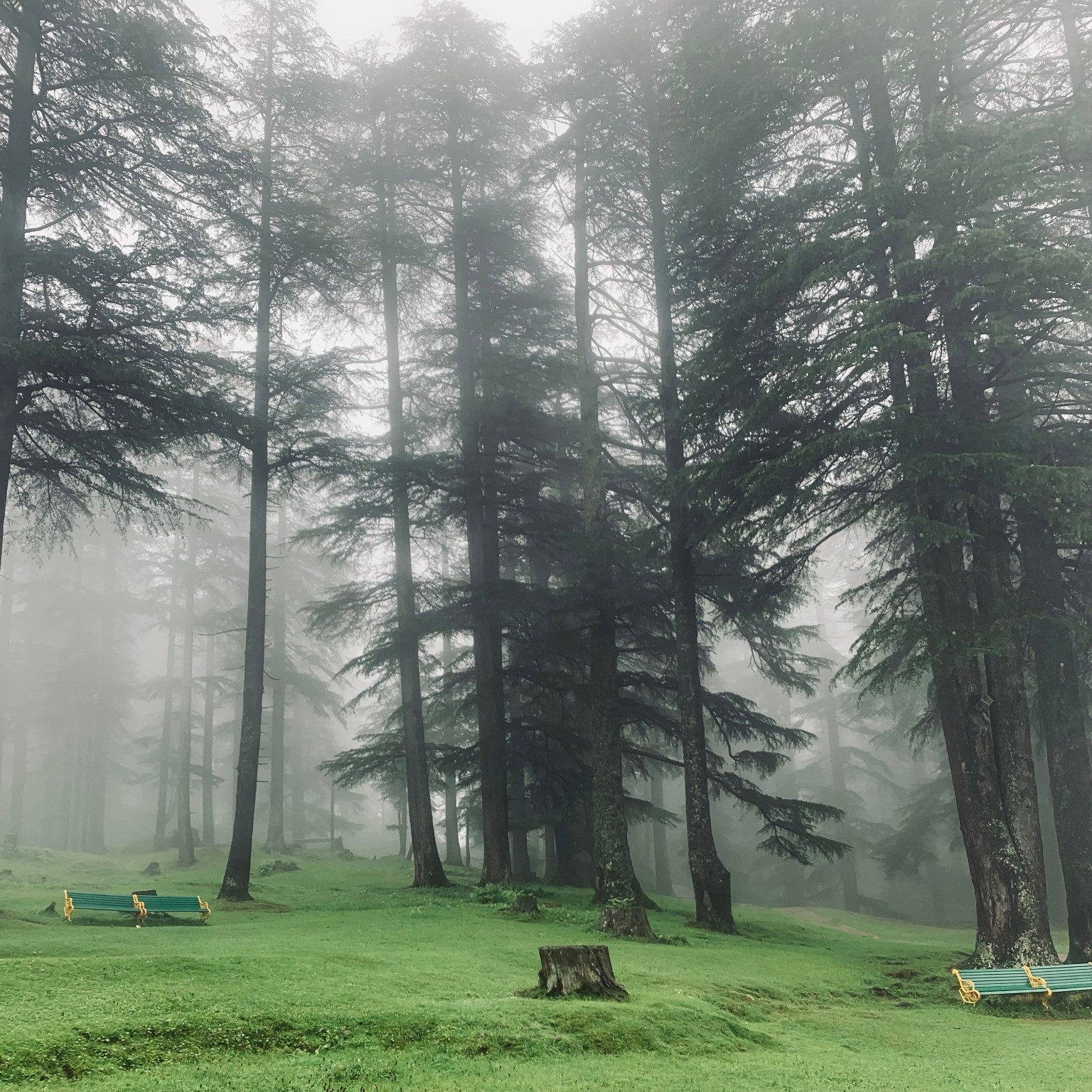 Misty pine forest